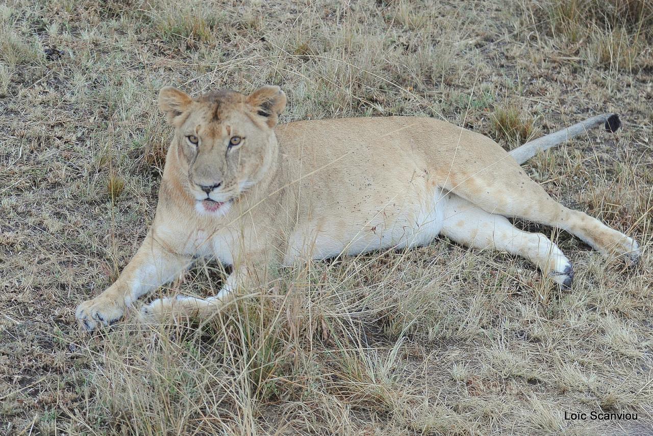 Lion (55)