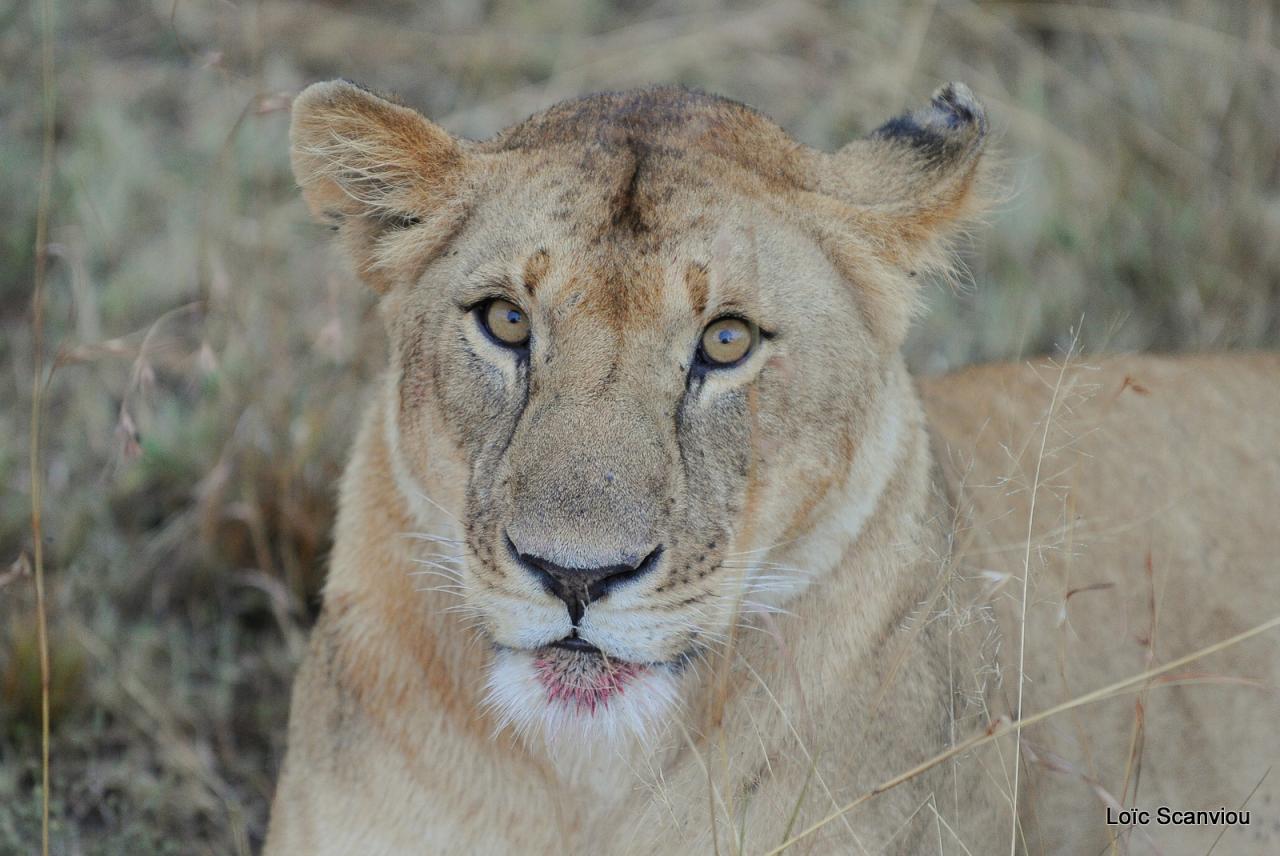 Lion (56)