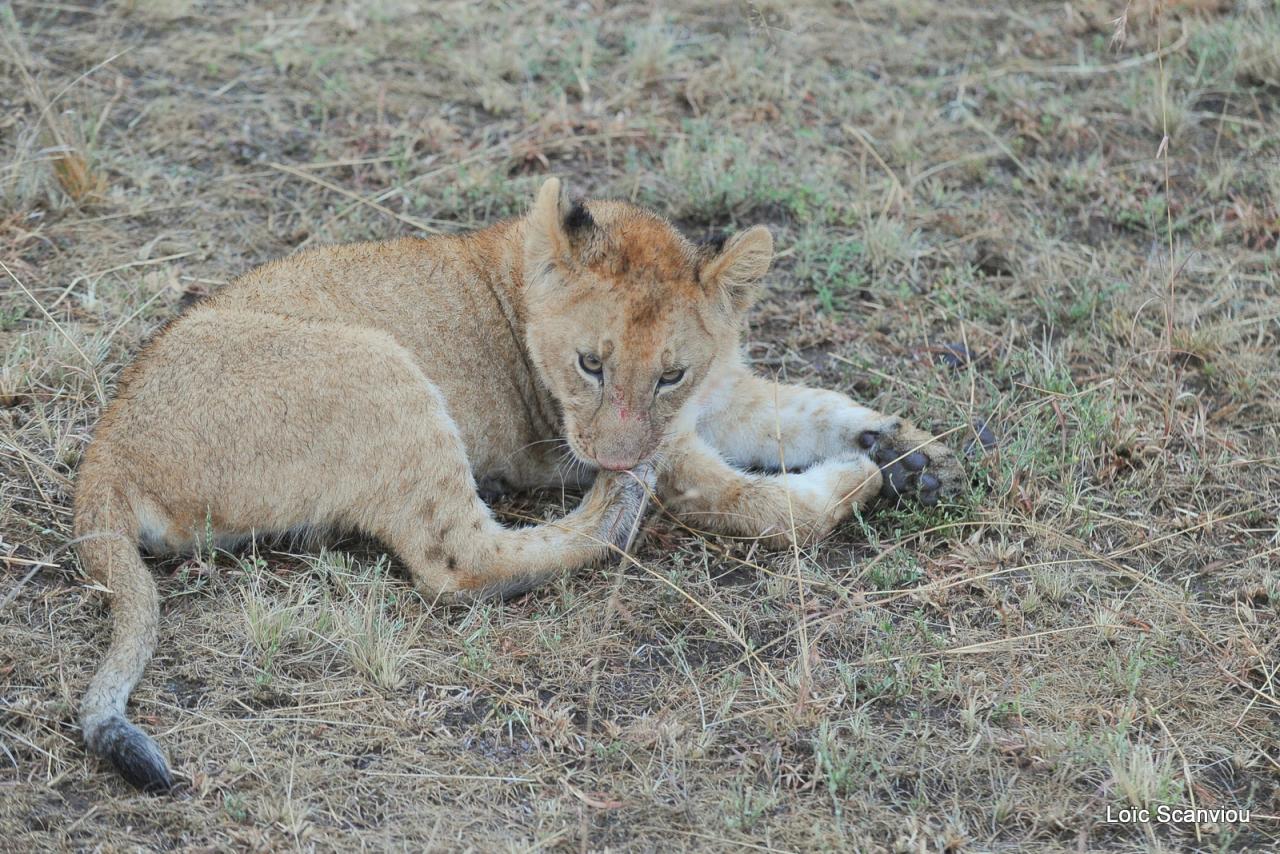 Lion (57)
