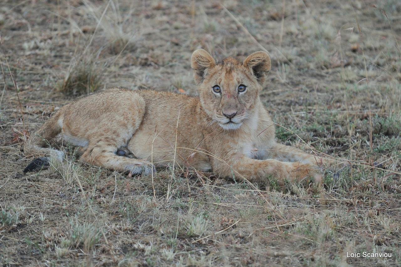 Lion (58)