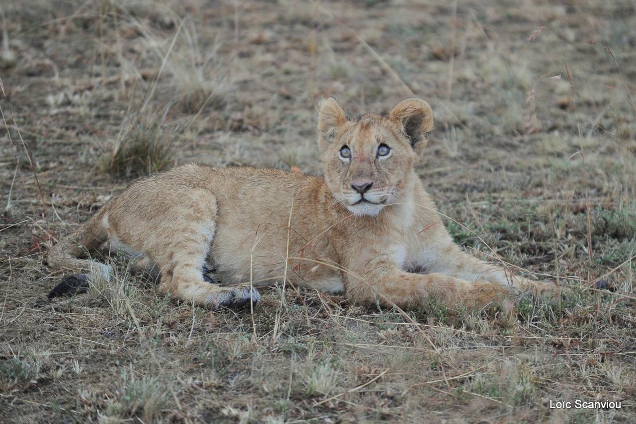 Lion (59)