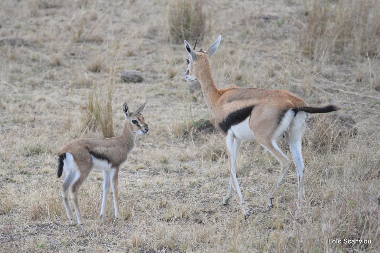 Gazelle de Thomson (1)