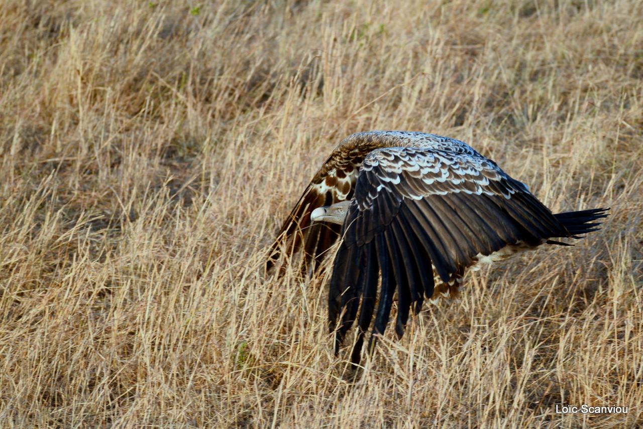 Vautour de Rüppell/Rüppell's Griffon Vulture (8)