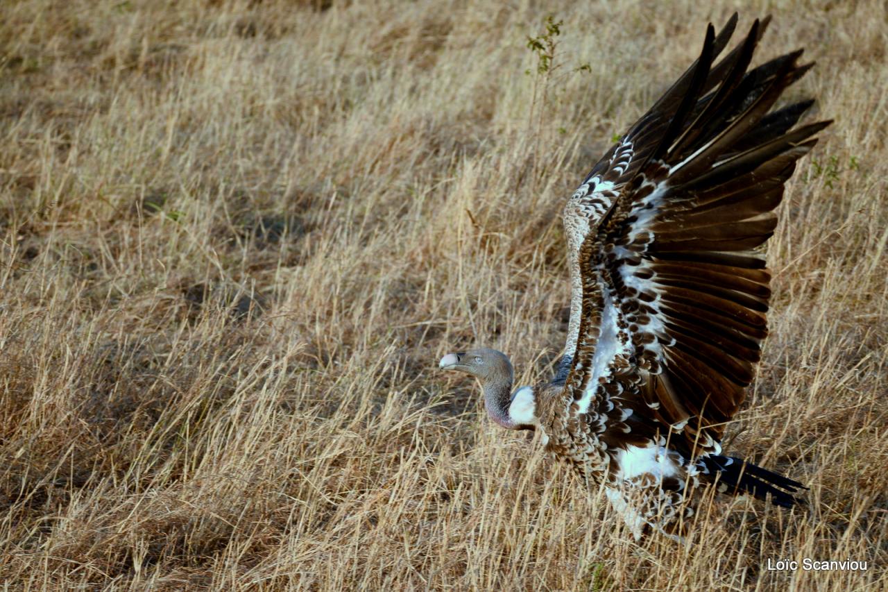 Vautour de Rüppell/Rüppell's Griffon Vulture (9)