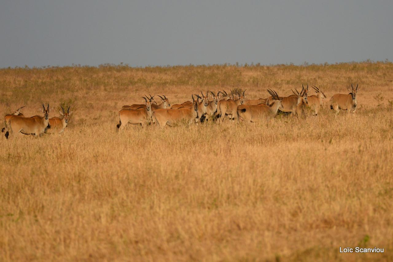 Eland du Cap/Cape Eland (3)