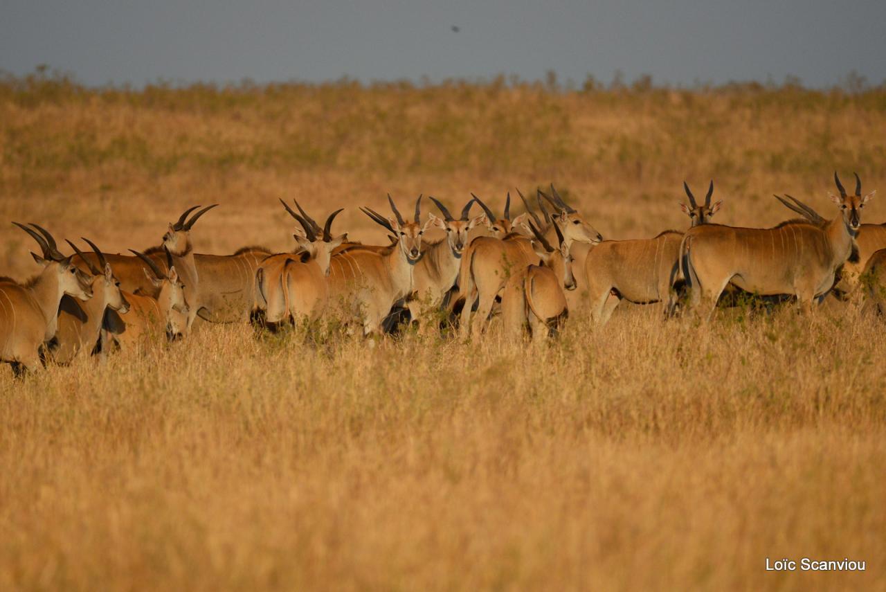 Eland du Cap/Cape Eland (4)