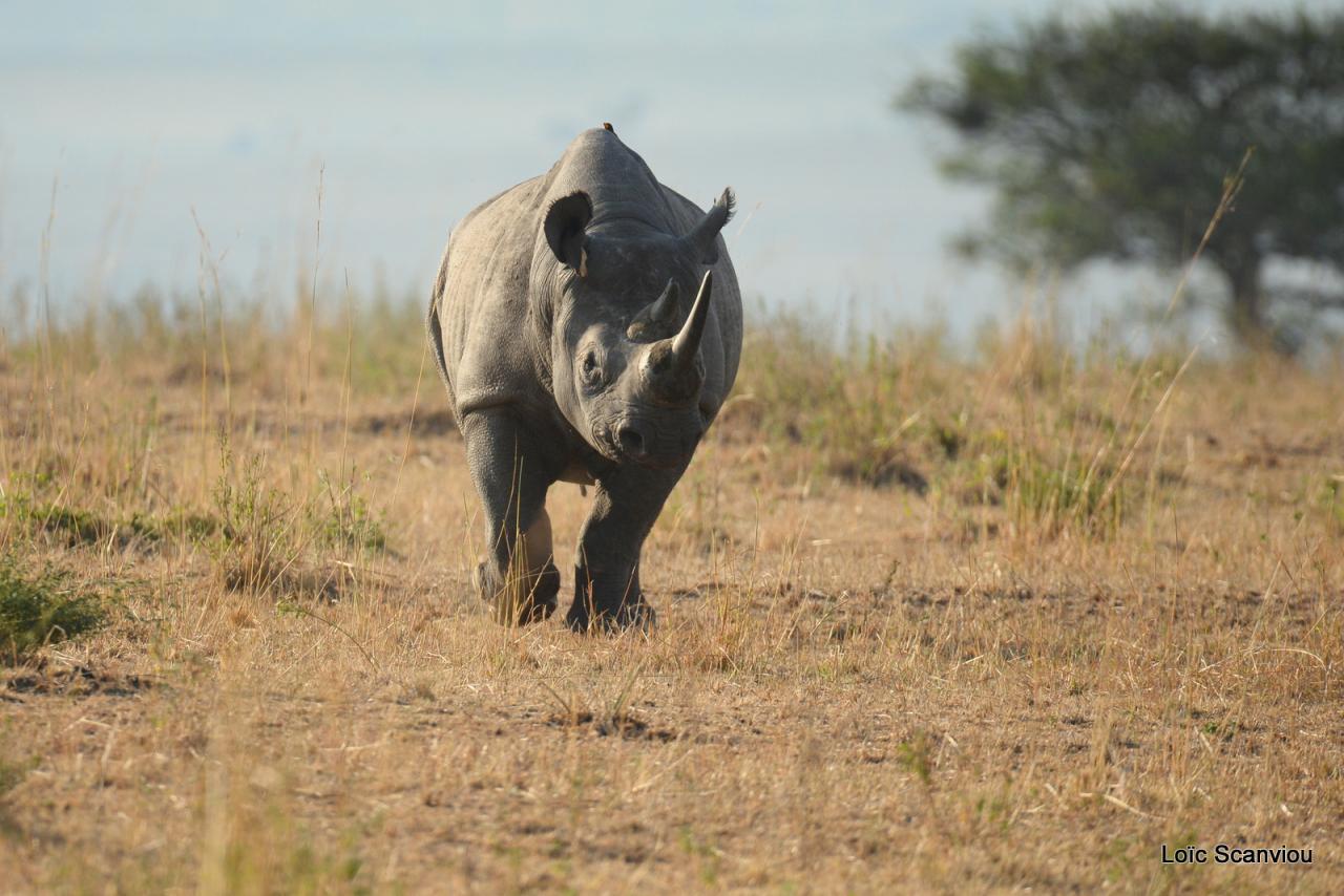 Rhinocéros noir/Black Rhino (1)