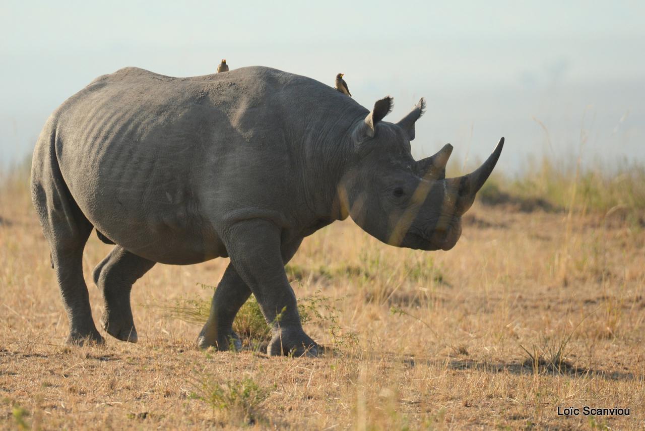 Rhinocéros noir/Black Rhino (2)