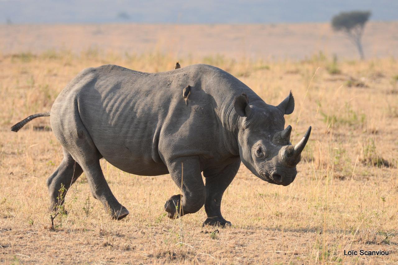 Rhinocéros noir/Black Rhino (4)