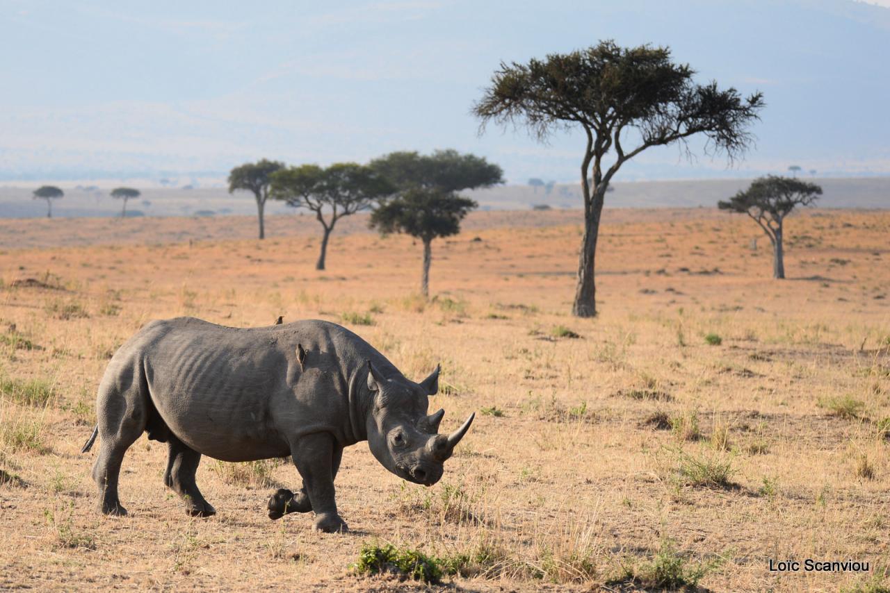 Rhinocéros noir/Black Rhino (5)