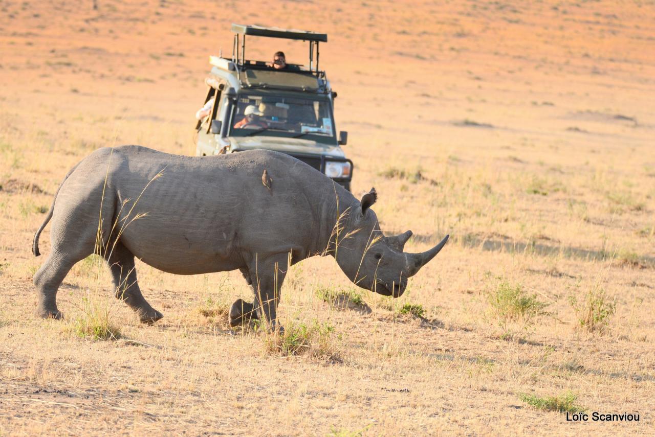Rhinocéros noir/Black Rhino (6)