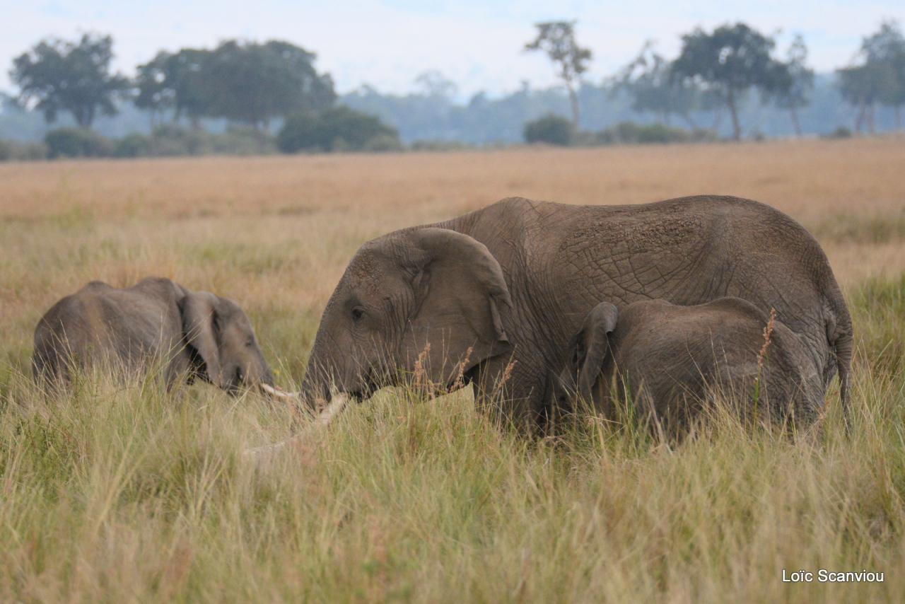 Eléphant (1)
