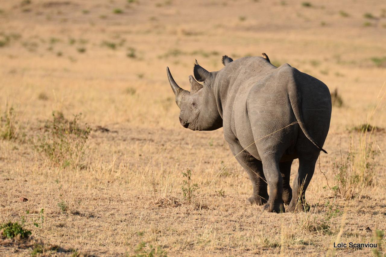 Rhinocéros noir/Black Rhino (7)