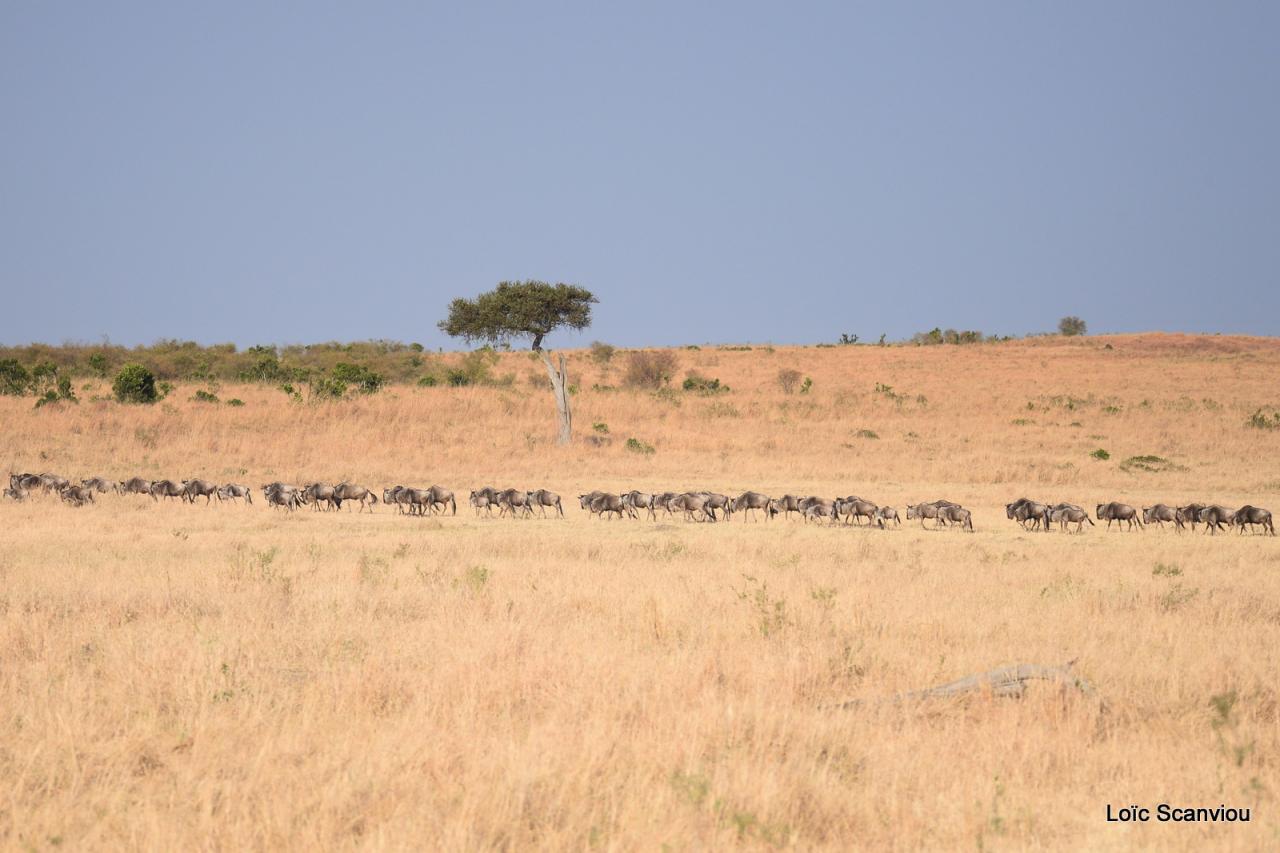 Migration des gnous/Wildebeest Migration (35)