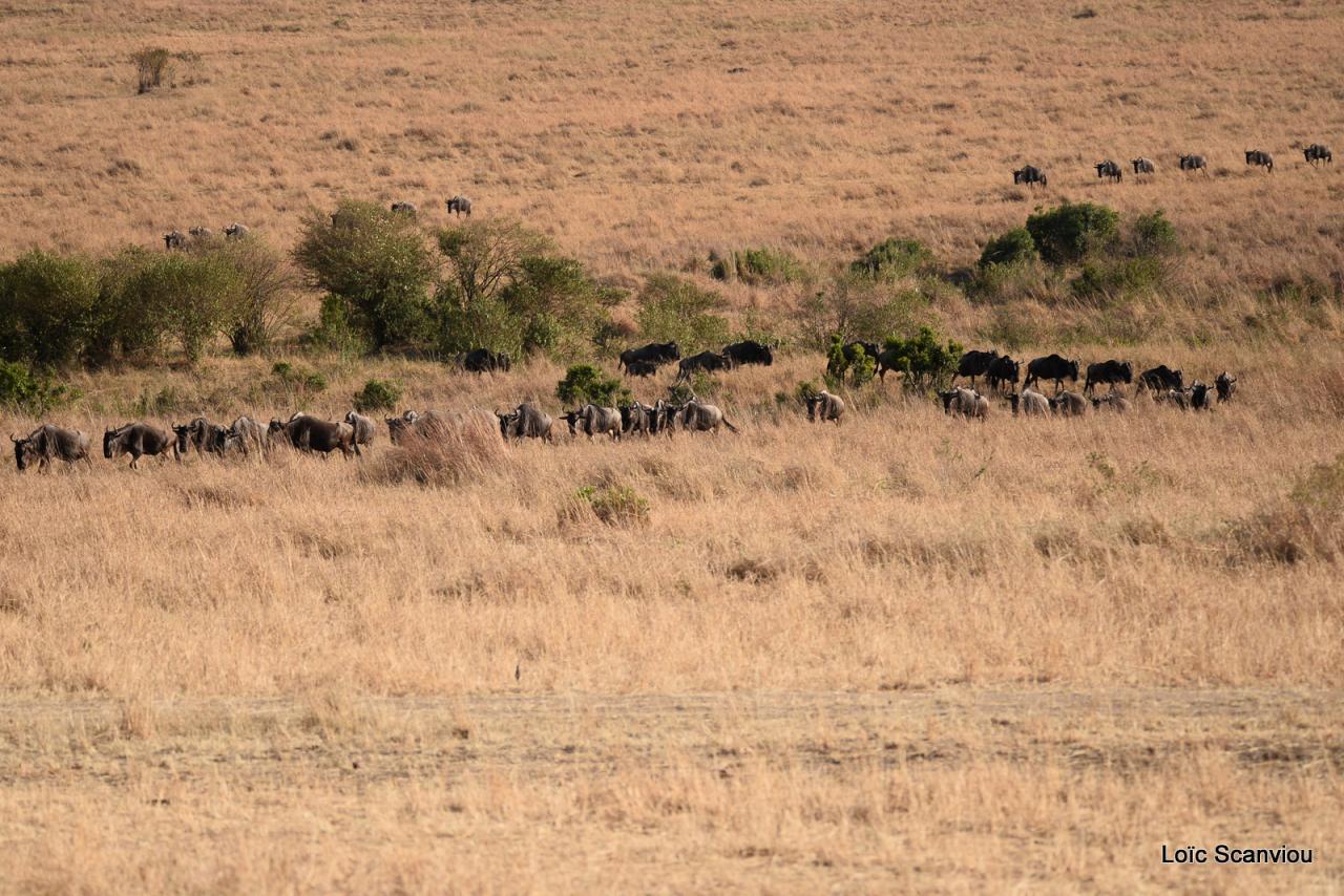 Migration des gnous/Wildebeest Migration (36)