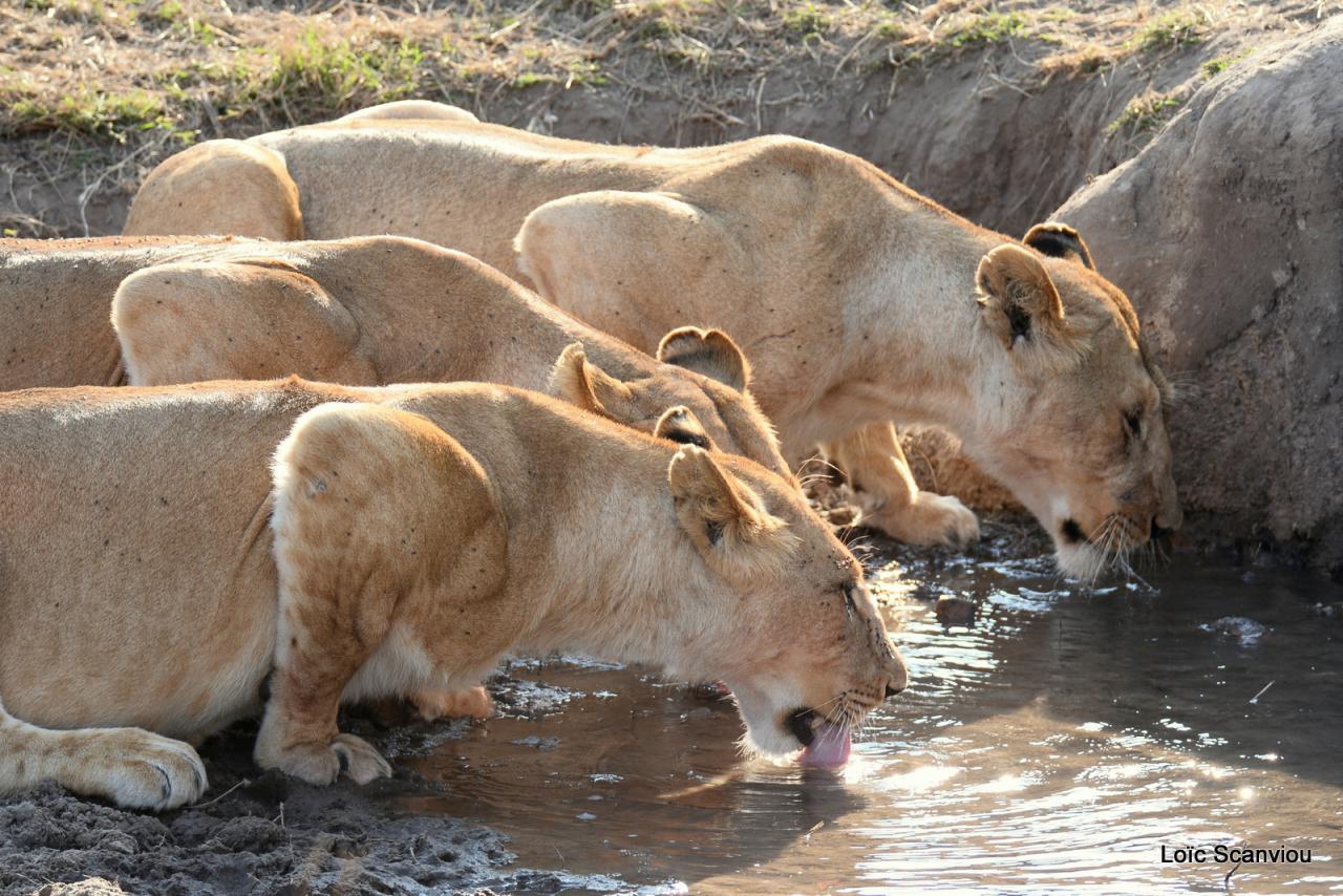 Lion buvant/Lion drinking (1)