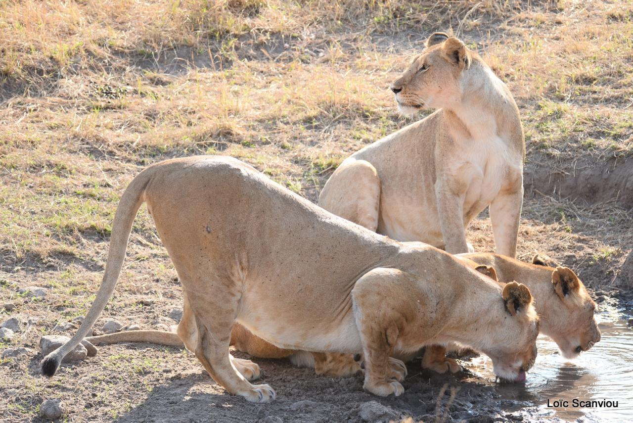 Lion buvant/Lion drinking (2)