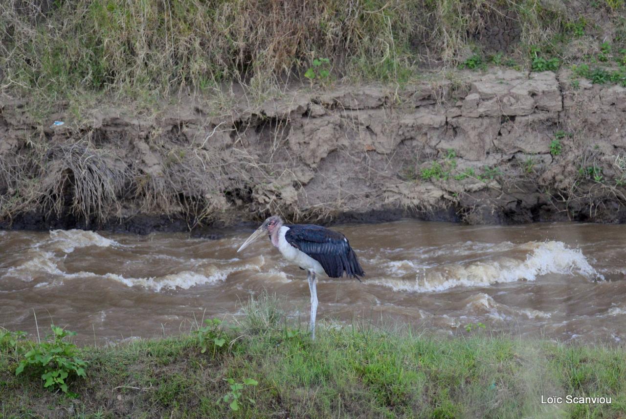 Marabout/Marabou Stork (1)