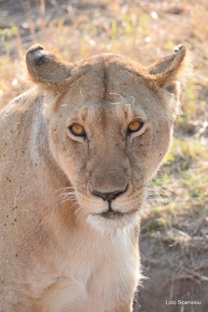 Lion (60)