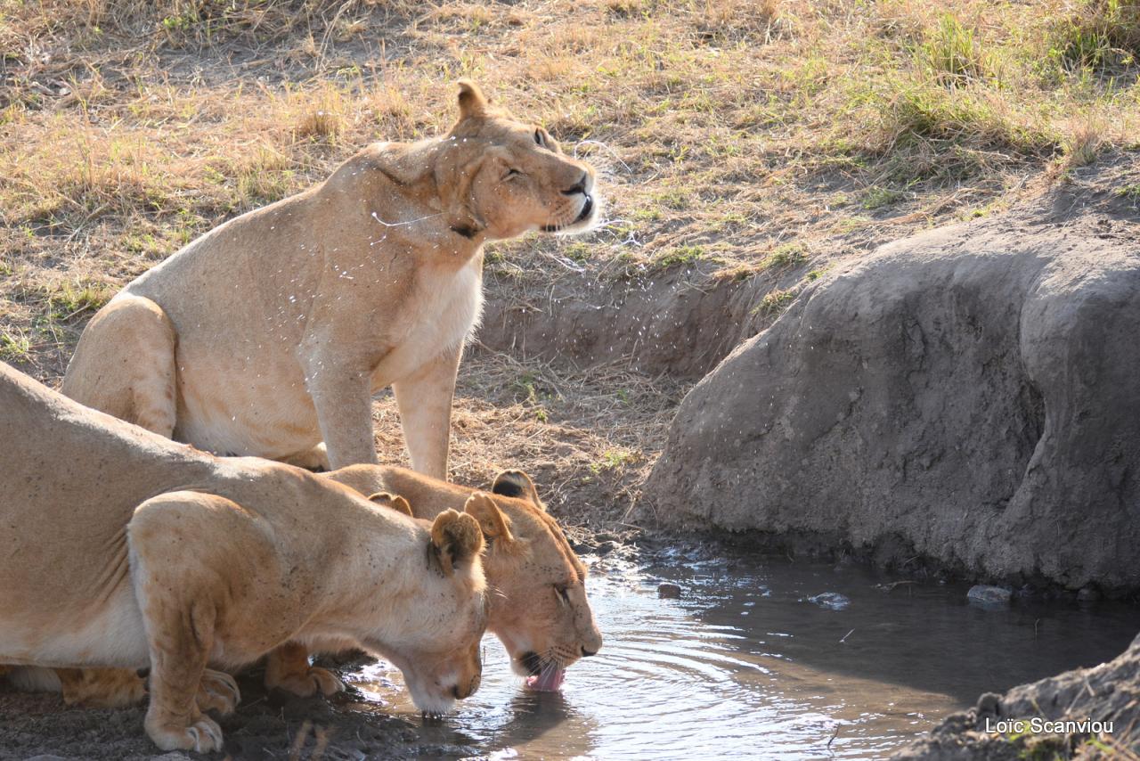 Lion buvant/Lion drinking (3)