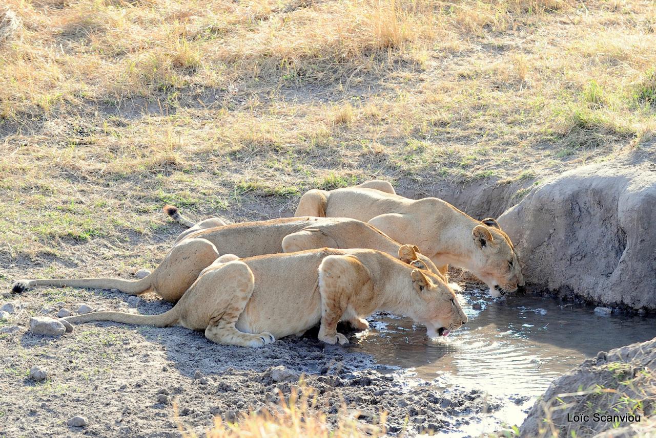 Lion buvant/Lion drinking (4)