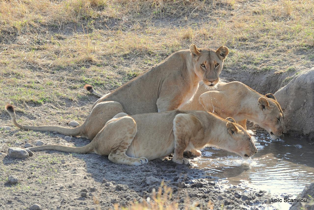Lion buvant/Lion drinking (5)