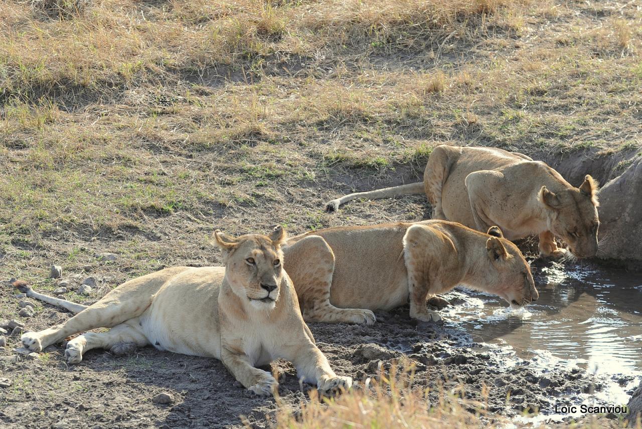 Lion buvant/Lion drinking (6)