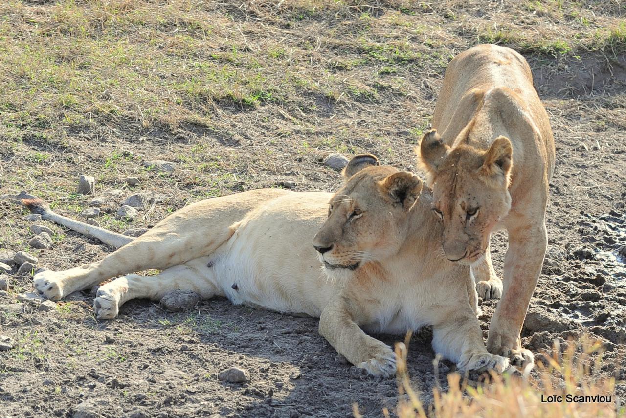 Lion (61)
