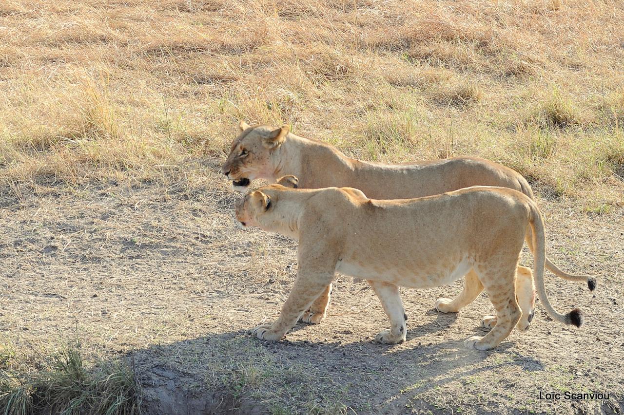 Lion (62)