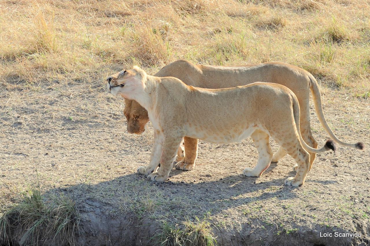 Lion (63)