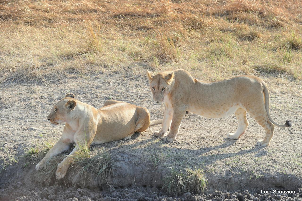 Lion (64)