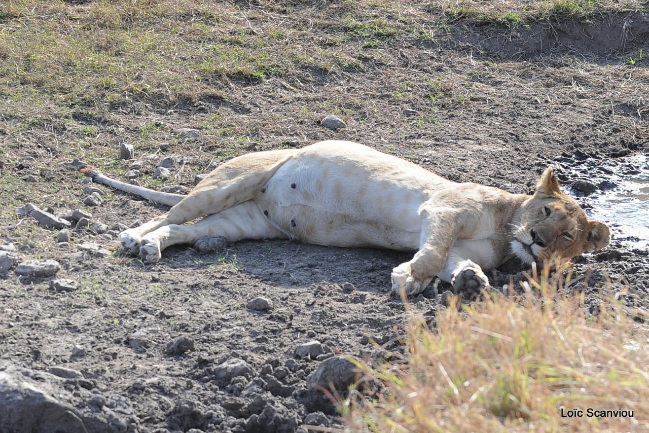 Lion (65)