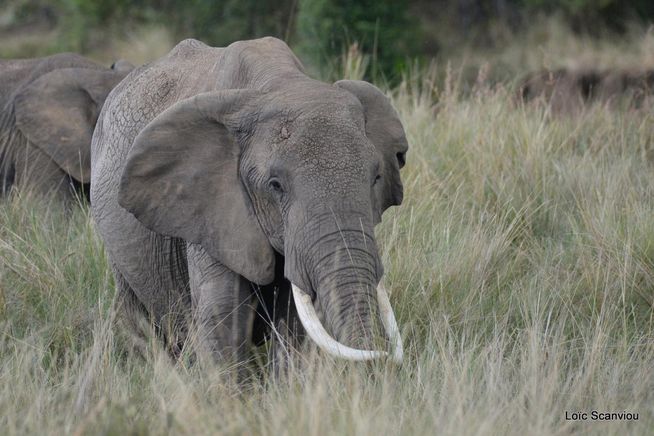 Eléphant (2)