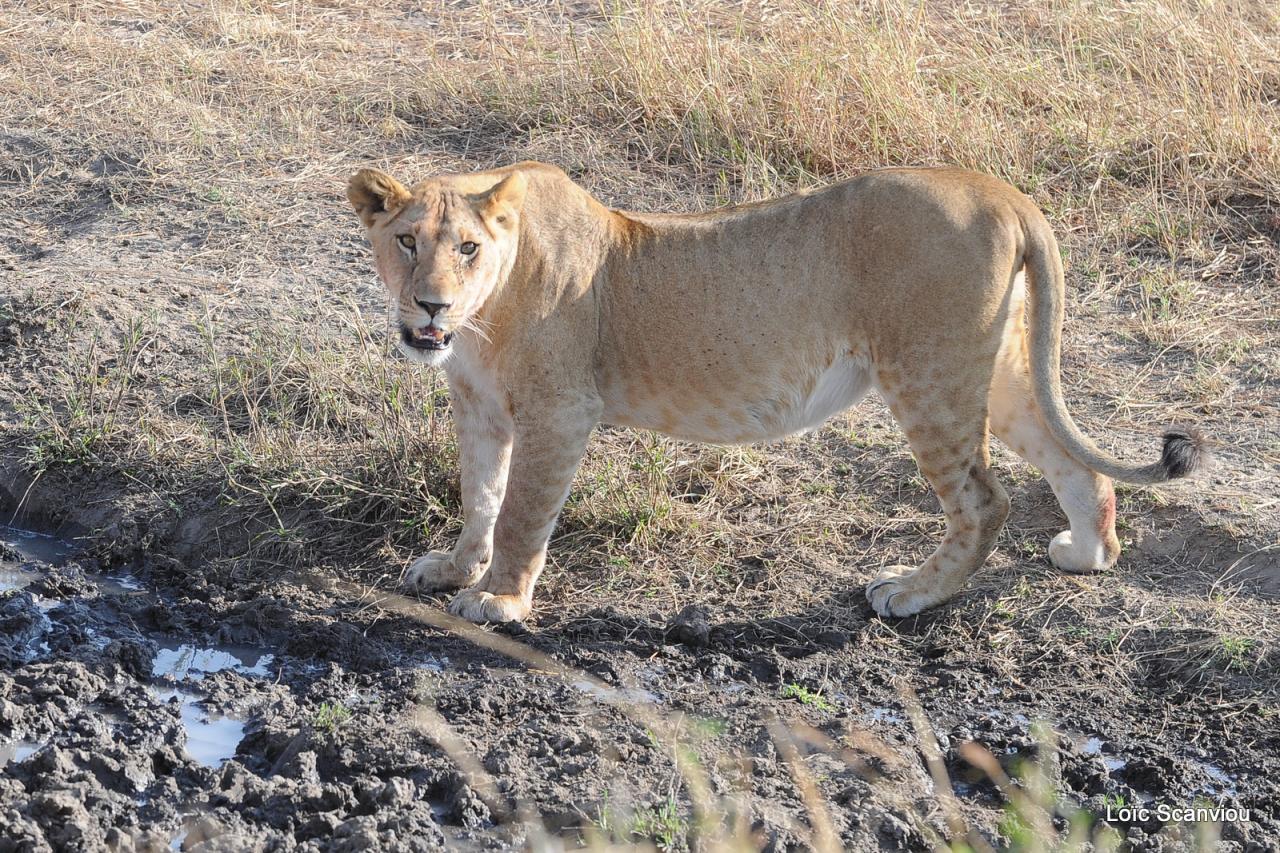 Lion (66)