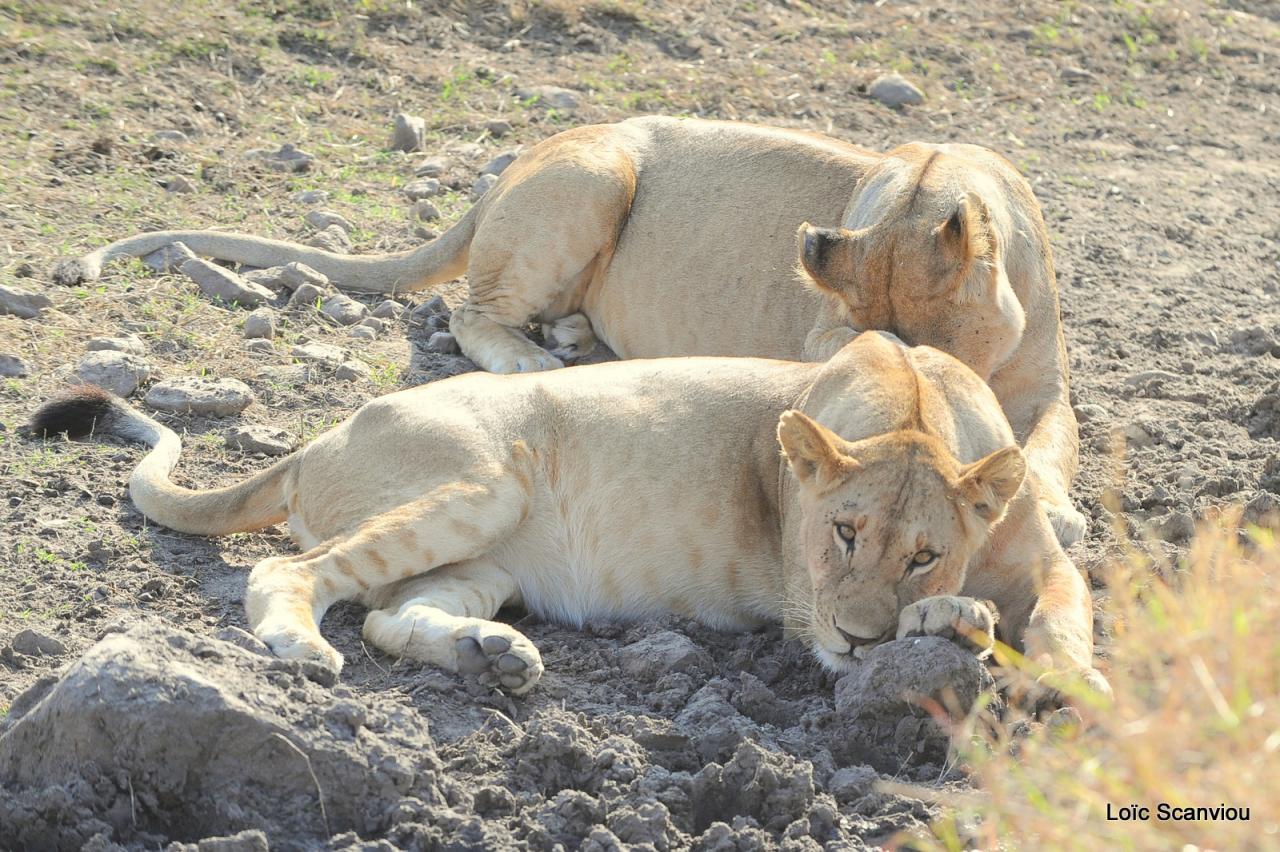 Lion (67)