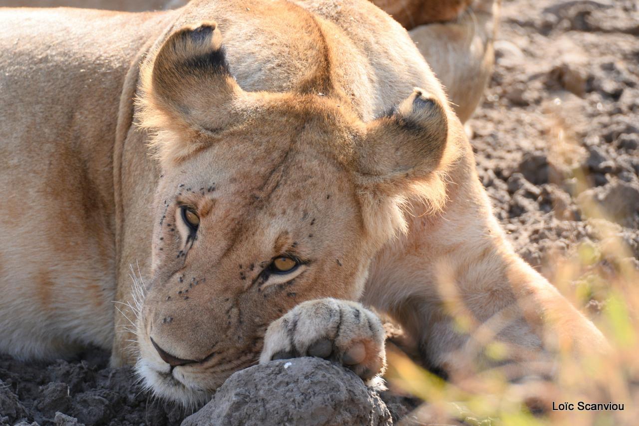Lion (68)