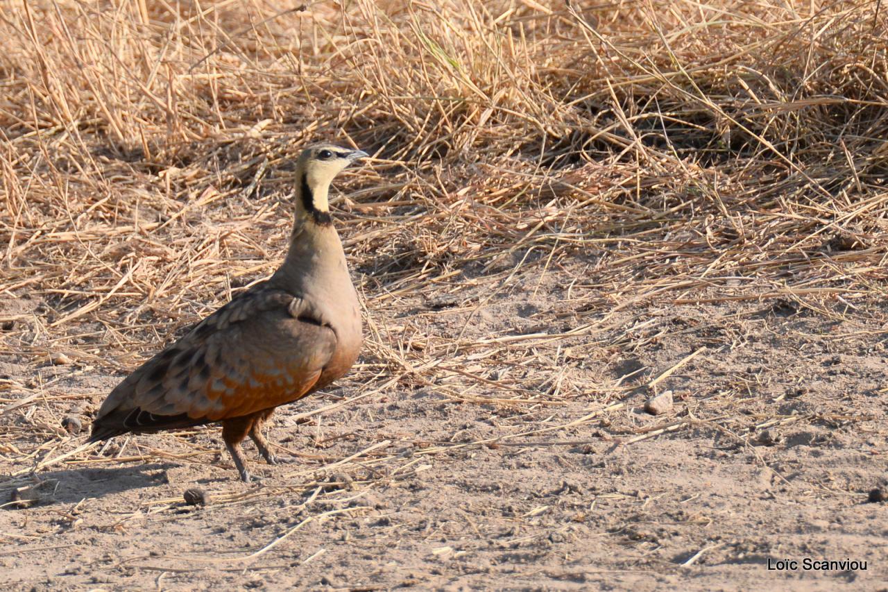Ganga/Sandgrouse (1)