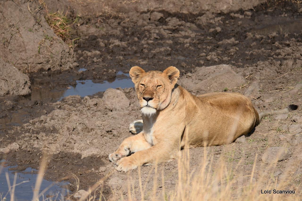 Lion (69)
