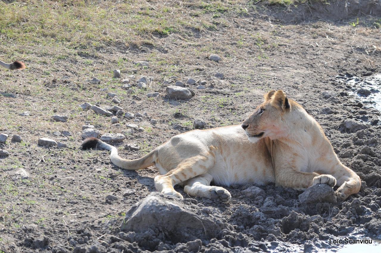 Lion (70)
