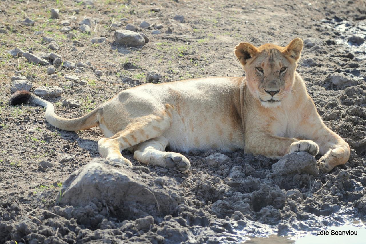 Lion (71)
