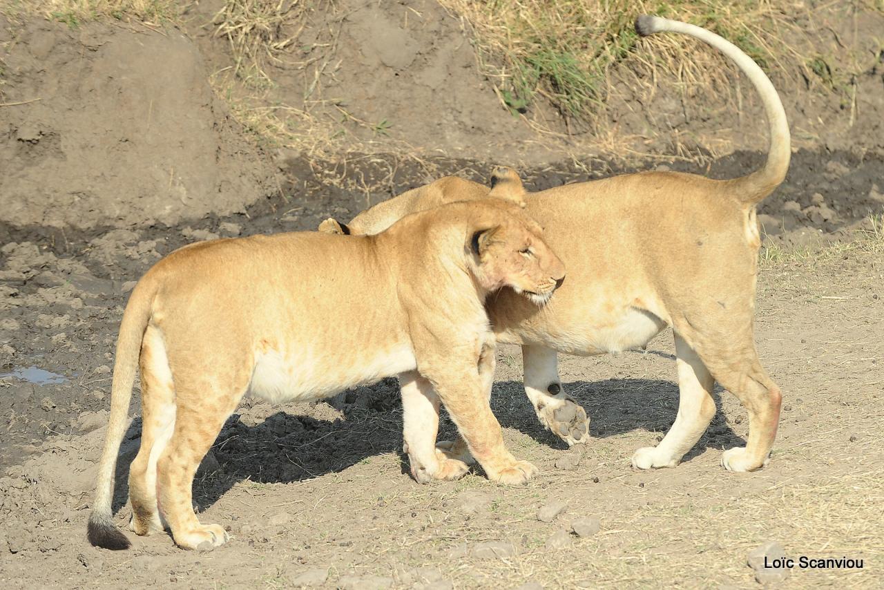 Lion (73)