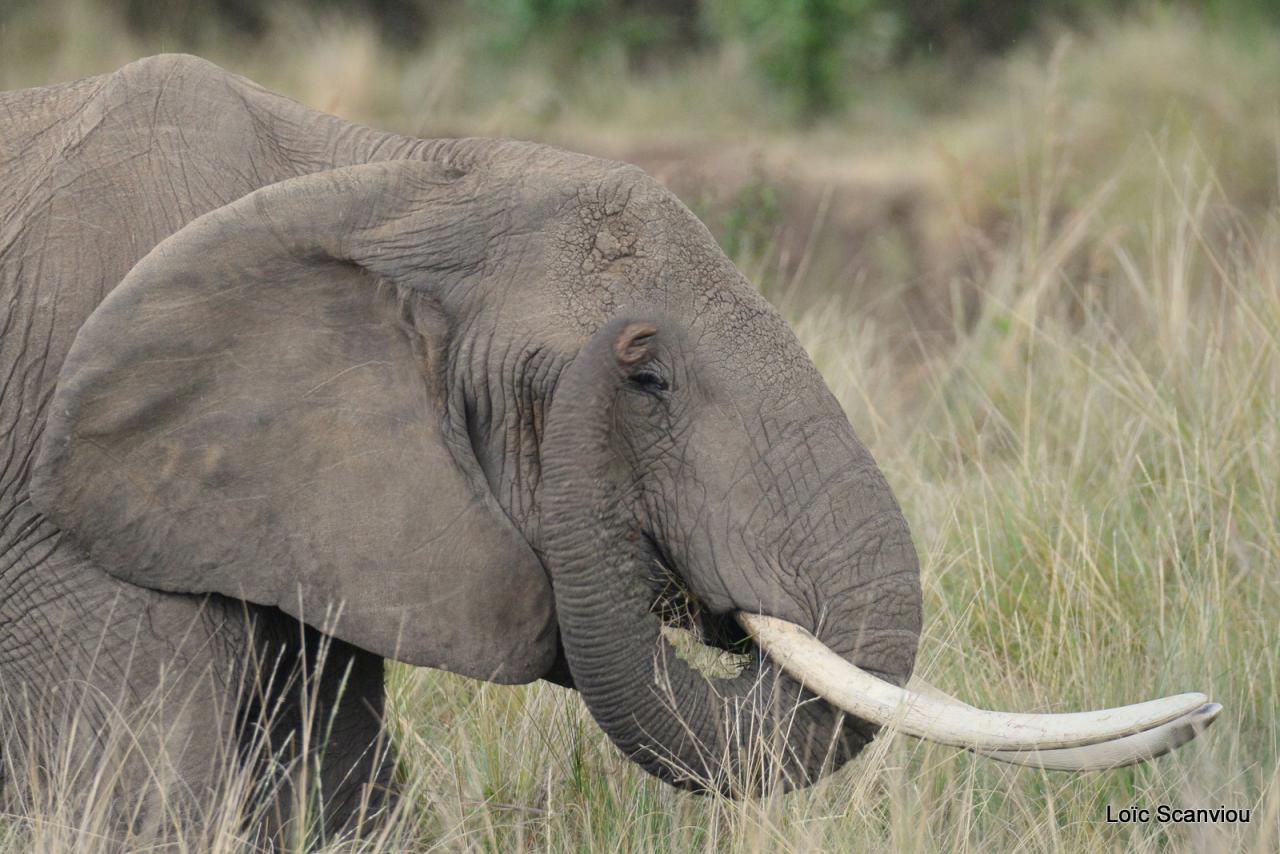 Eléphant (3)