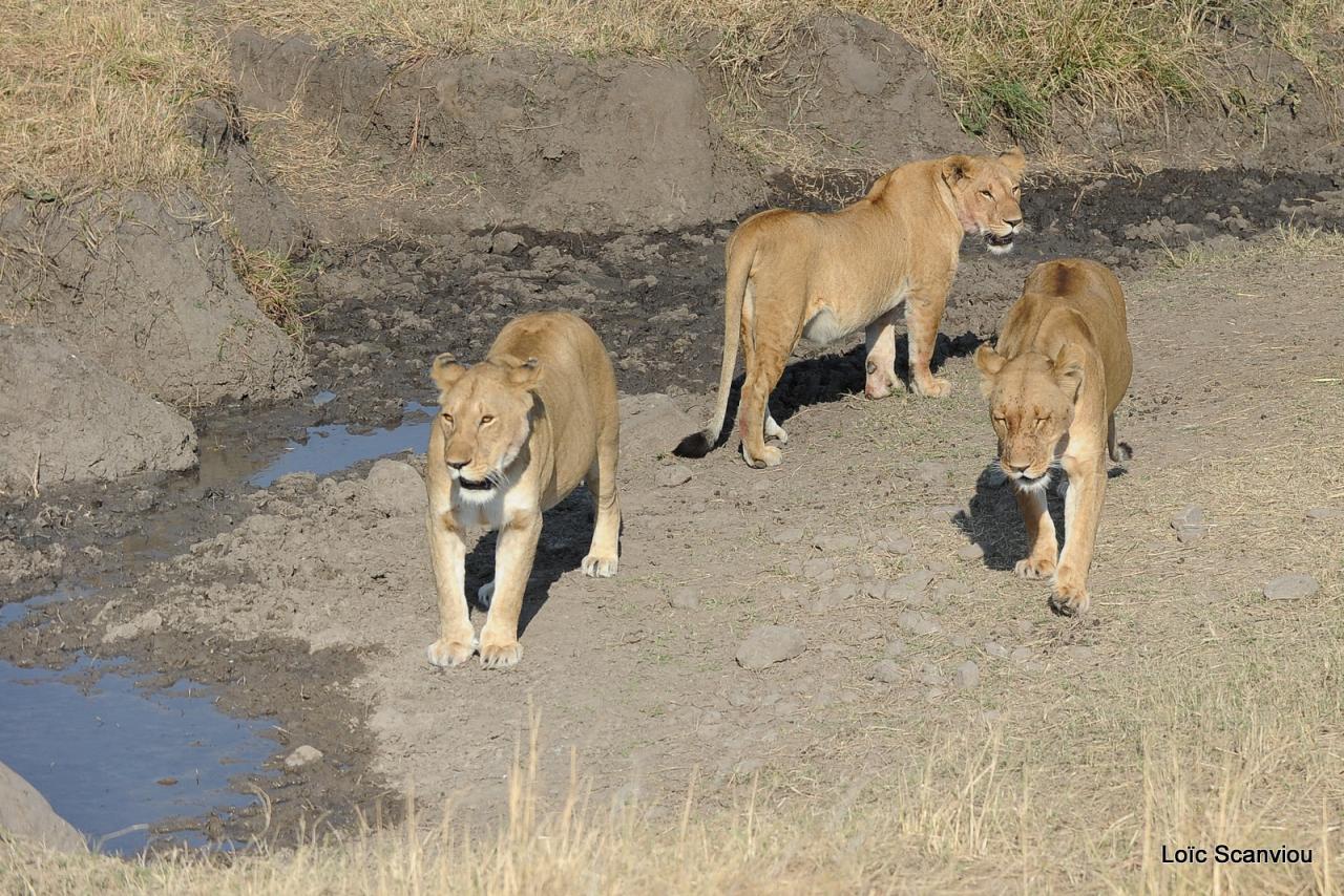 Lion (74)