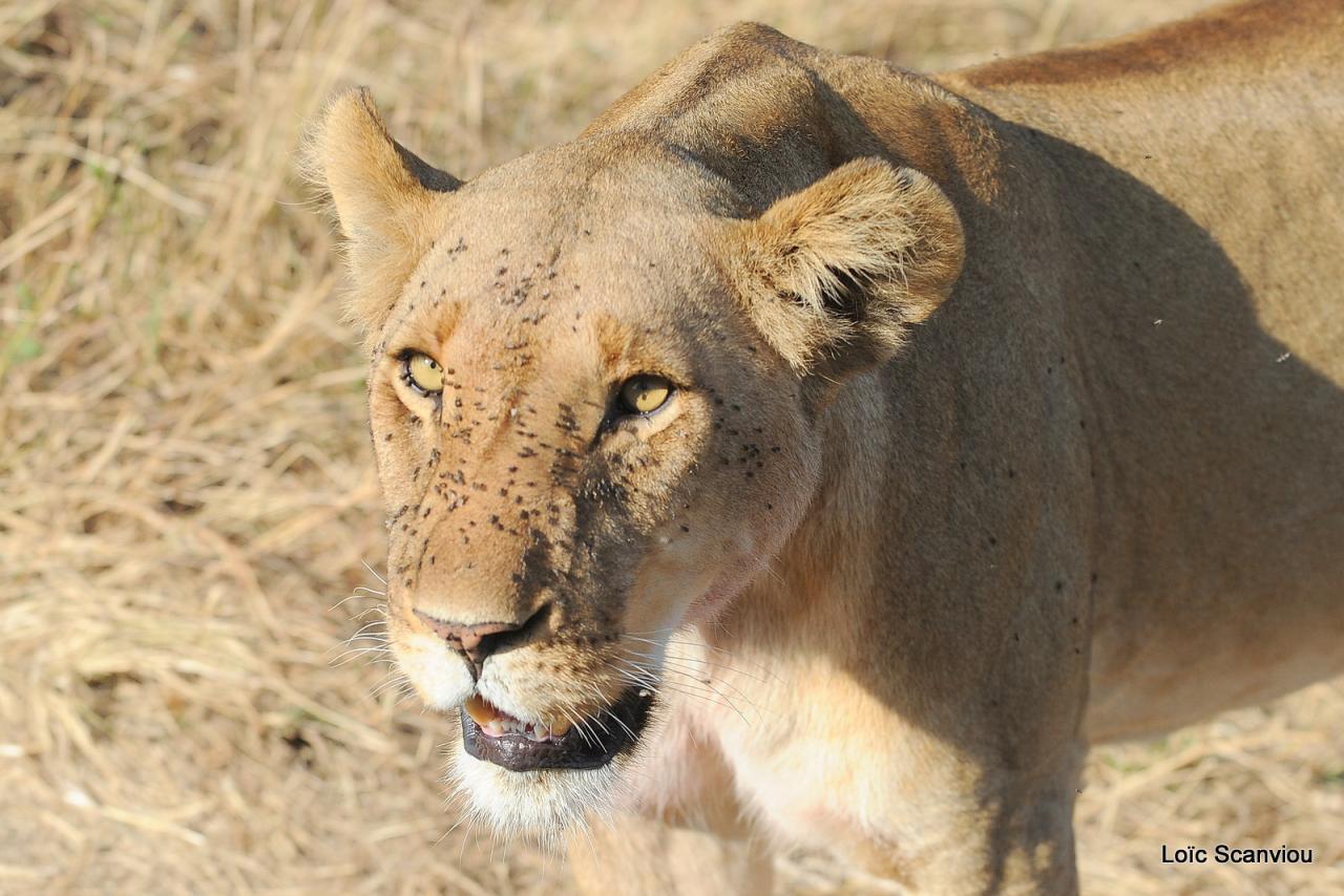 Lion (76