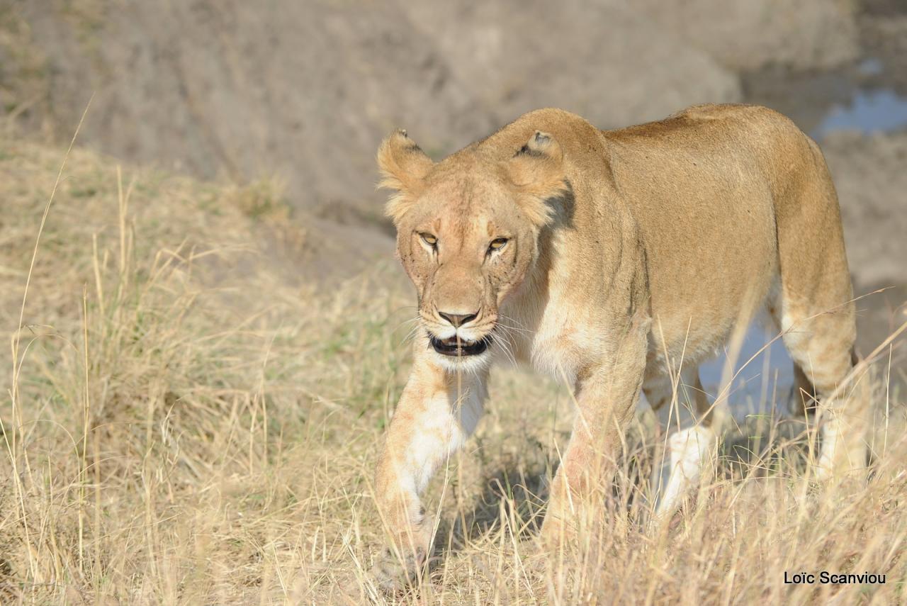 Lion (77)