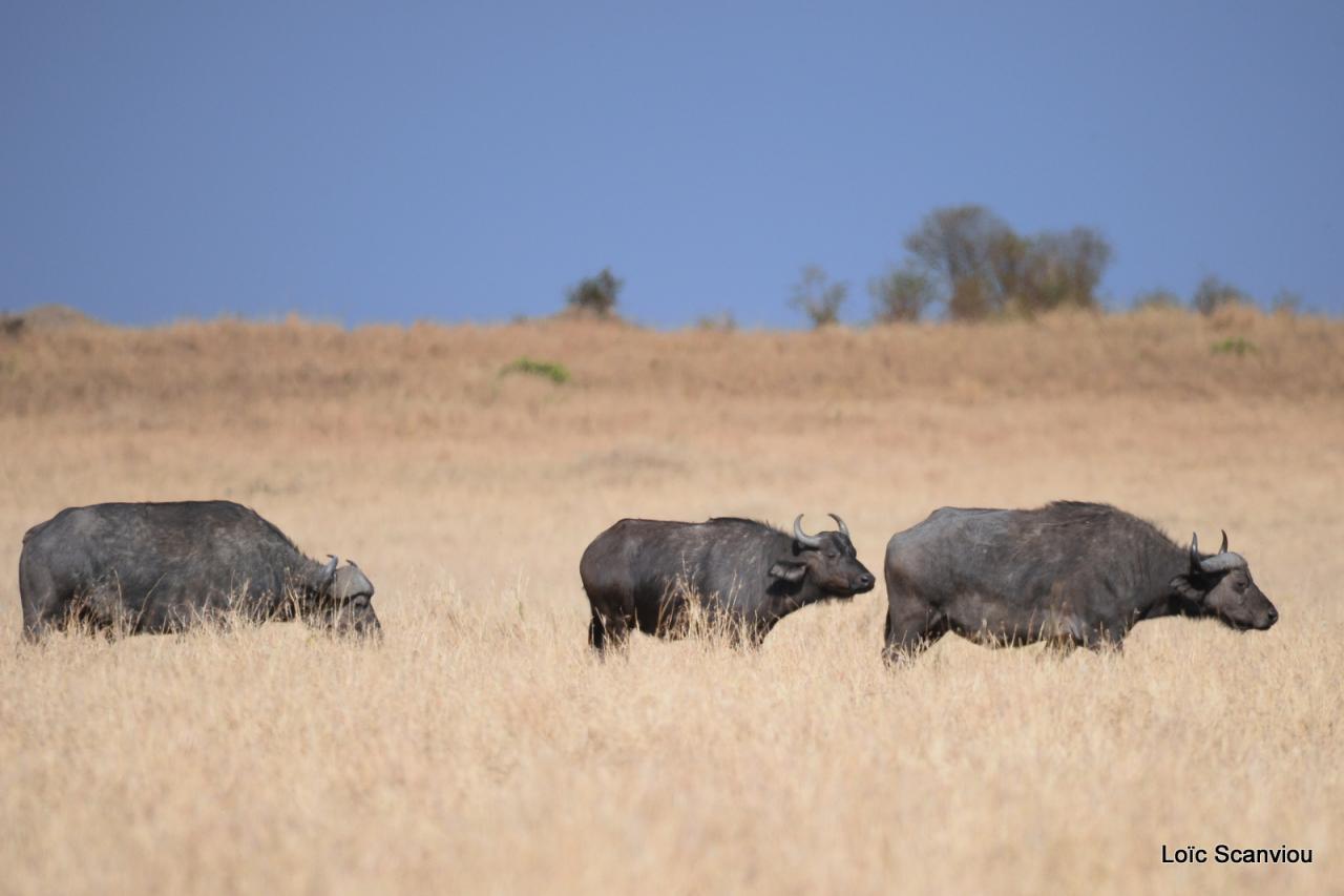 Buffle du Cap/Cape Buffalo (9)