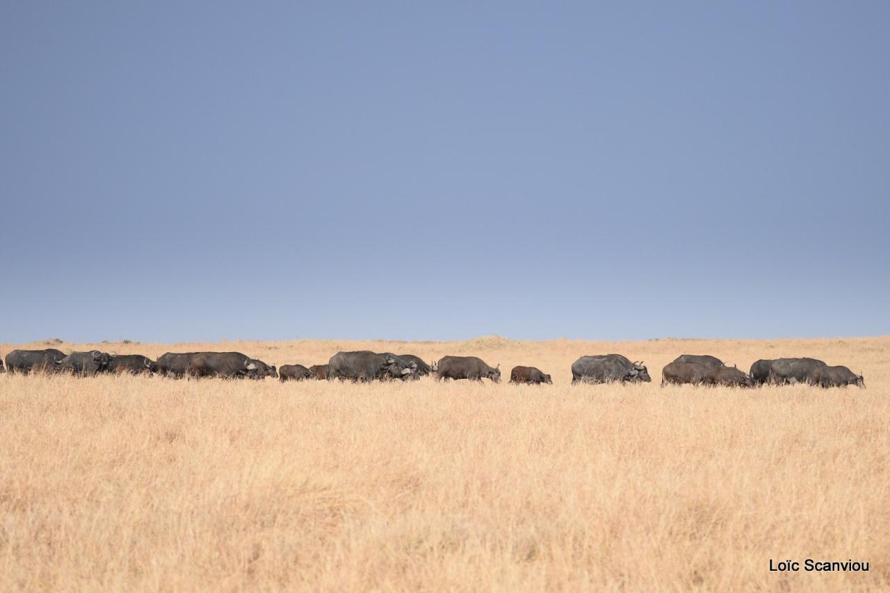 Buffle du Cap/Cape Buffalo (10)