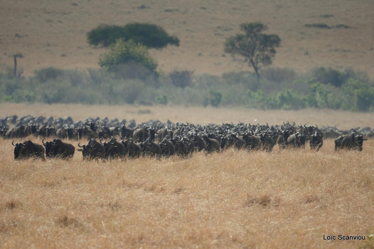 Migration des gnous/Wildebeest Migration (60)