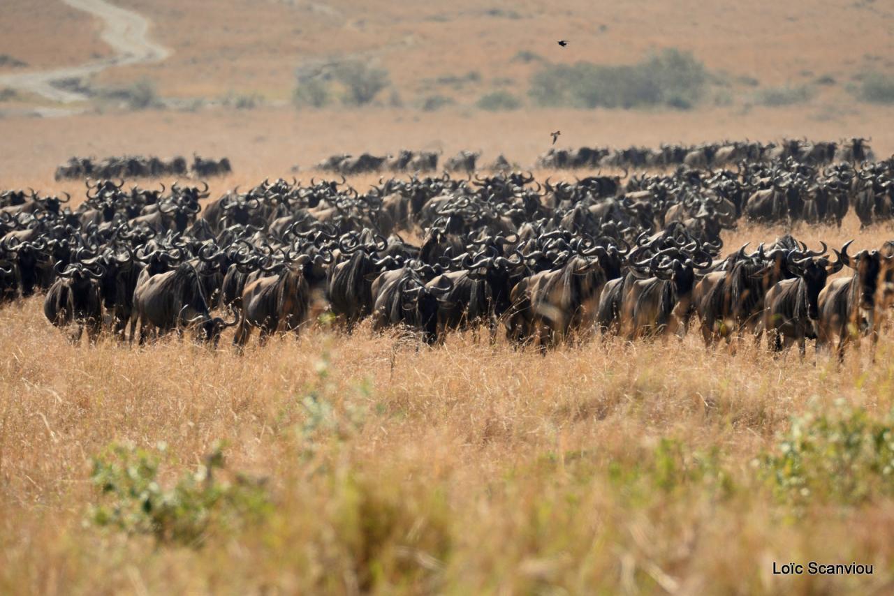 Migration des gnous/Wildebeest Migration (61)