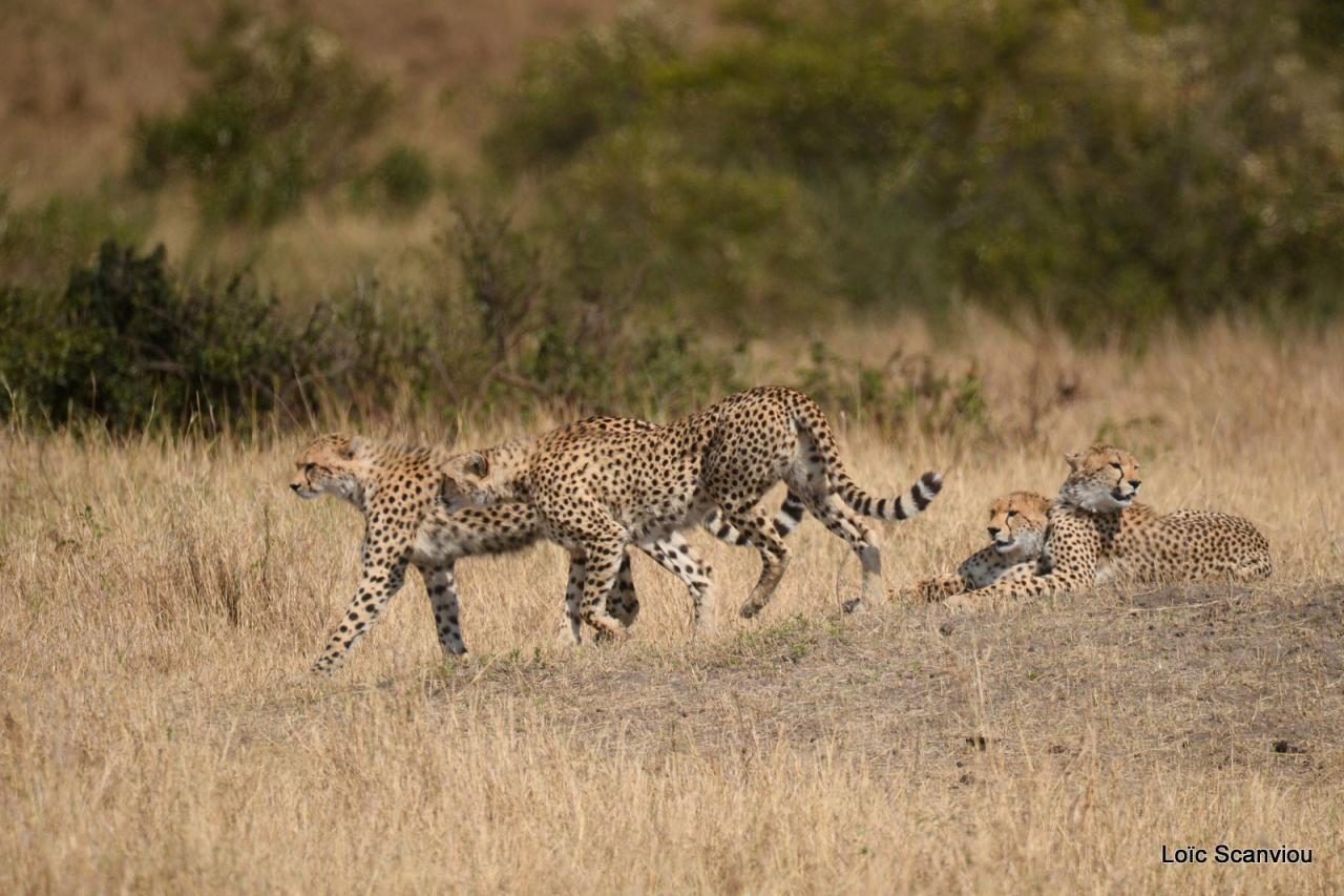 Guépard/Cheetah (43)